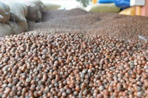 Fındık &uuml;reticilerine 'istiridye mantarı' &ouml;nerisi
