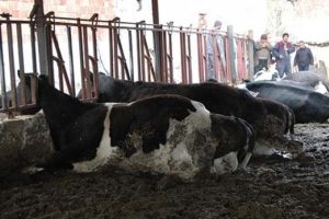 Elektrik akımına kapılan 9 b&uuml;y&uuml;kbaş hayvan telef oldu