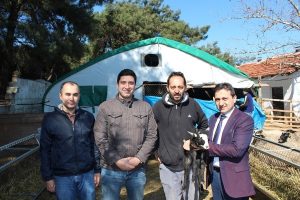 Bursa'da kuzu fabrikası gibi koyunlar