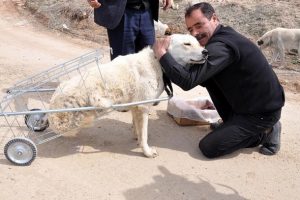 Y&uuml;r&uuml;yemeyen k&ouml;peğe pazar arabasından y&uuml;r&uuml;te&ccedil;