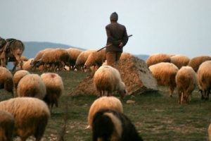 Muş'ta 6 bin lira maaşla &ccedil;oban aranıyor