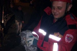 Zonguldak'ta tavuk kurtarma operasyonu