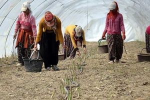 İki girişimci kuşkonmaz &uuml;retimiyle d&uuml;nyaya a&ccedil;ılıyor
