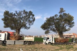 Bursa'nın asırlık zeytin ağa&ccedil;ları yeni yerlerine taşındı