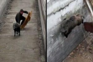 Hızlı domuz g&ouml;revlileri canından bezdirdi