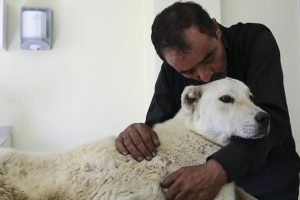 Pazar arabasından y&uuml;r&uuml;te&ccedil; yapılmıştı 'Kostak'a yardım eli
