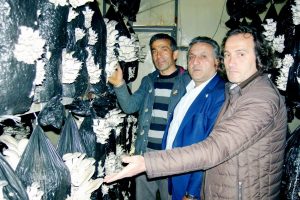 Bursa'da zeytine alternatif istiridye mantarı