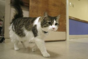 Bu kedi &ouml;l&uuml;m&uuml; hissediyor!