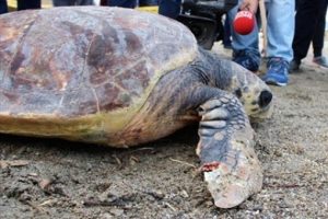 60 yaşındaki caretta caretta yeniden denizde