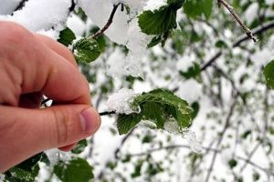 Meteoroloji'den 4 il i&ccedil;in don uyarısı