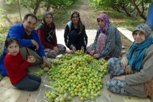 Yılın ilk &ouml;rt&uuml; altı kayısı hasadı yapıldı