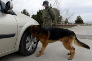 K&ouml;peklerin bombayla imtihanı başlıyor