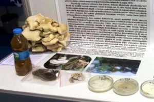 Fabrika atık suyundan tıbbi mantar yetiştirdi