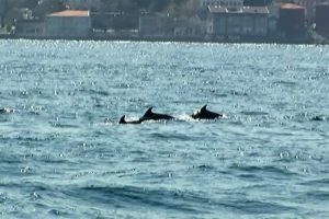 İstanbul Boğazı'na yunus akını
