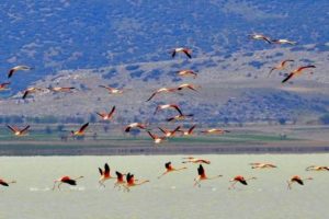 G&ouml;ller Y&ouml;resi'nin misafir flamingoları