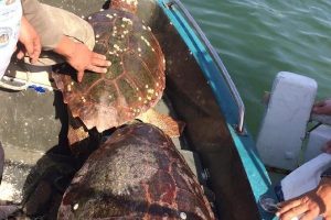Ağa takılan 2 caretta caretta kurtarıldı