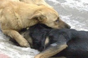 2016 yılında en az 8 milyon hayvan işkence g&ouml;rd&uuml;