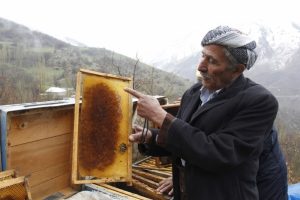 Arı &ouml;l&uuml;mleri arıcıları zor durumda bıraktı