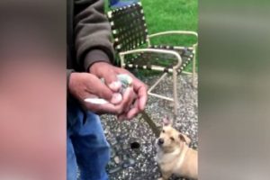 Kuşu u&ccedil;urmak isterken k&ouml;peğe yem ettiler