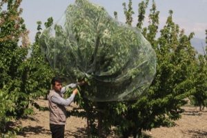 Sezonun ilk kirazı pazara &ccedil;ıktı