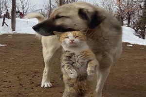 Kedi ve k&ouml;peğin g&uuml;l&uuml;mseten dostluğu
