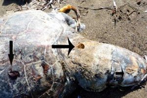 Caretta caretta'ya 3 kurşun!