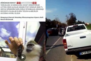 Yasadışı maymun satan şahıs b&ouml;yle yakalandı