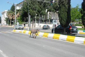 Trafikteki eşek s&uuml;r&uuml;c&uuml;lere zor anlar yaşattı