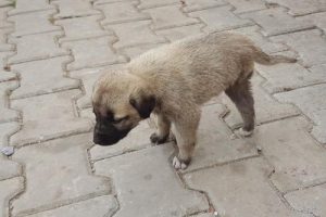 3 ayaklı 'Garip' belediyeye emanet edildi