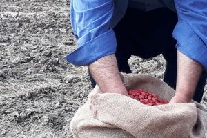 Yer fıstıkları toprakla buluştu