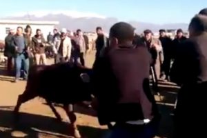 İnek hayvan pazarını arenaya &ccedil;evirdi