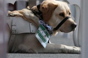 Rehber k&ouml;peğe akreditasyona b&uuml;y&uuml;kel&ccedil;iden "Tweet"li teşekk&uuml;r