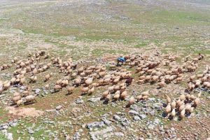 Hayvancılık sekt&ouml;r&uuml;ne Suudi Arabistan ilgisi