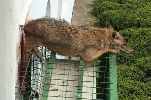 K&ouml;peklerden ka&ccedil;an &ccedil;akal korkuluğa sıkıştı