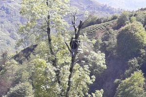70 metre y&uuml;ksekte ağa&ccedil; budama yapıyor!