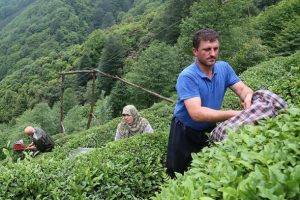 Yaş &ccedil;ayda taban fiyat a&ccedil;ıklaması