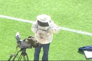 Fatih Terim Stadı'nı arılar bastı!