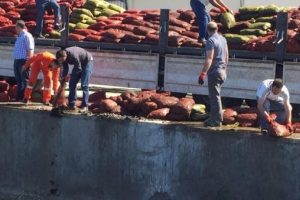 İzmir'de 24 ton ka&ccedil;ak midyeye el konuldu