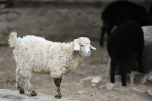 Bursa'daki T&uuml;rk k&ouml;y&uuml;nde nadir koyun ve ke&ccedil;iler bahara hazırlandı