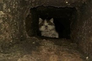 Havalandırma boşluğunda sıkışan kedi duvar kırılarak kurtarıldı