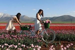 Bozkırın laleleri yurt dışında cadde ve sokakları s&uuml;sl&uuml;yor