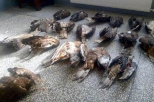 18 kartal avlamaya 136 bin lira ceza