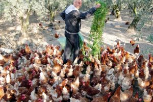 Bursa'nın gezen tavukları zeytinlikte