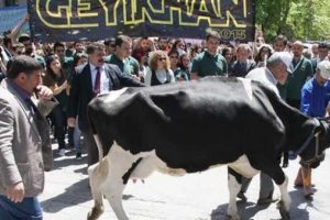 80 yıllık geleneksel 'İnek Bayramı' yasaklandı