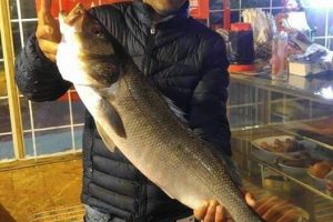 Cide'de 5 kilo ağırlığında levrek yakalandı