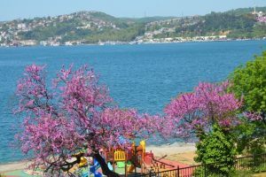İstanbul Boğazı mora b&uuml;r&uuml;nd&uuml;