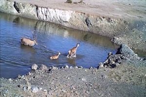 Vahşi yaşamın sırları fotokapana yakalandı