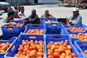"Domates fiyatları 1,5 liraya kadar d&uuml;şebilir"