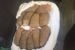 Atat&uuml;rk Havalimanında ele ge&ccedil;irildi: Tam 83 kilo!