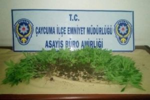 181 k&ouml;k hint keneviri ele ge&ccedil;irildi